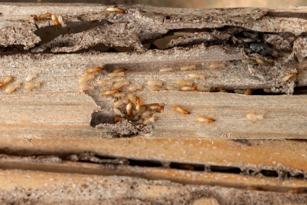 Best Affordable Pest Control Services  in Monteagle, TN